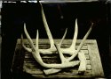 Antlers