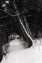 Snow Covered Trail