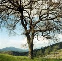 Oak, Sierra Foothills