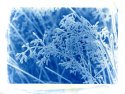Frosty Grass