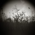 Louisiana Marsh