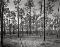 Piney Woods Lacombe Louisiana