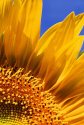 Giant Sunflower