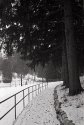 Under the Pines