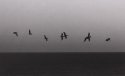 Pelicans