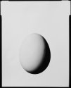 Ostrich Egg