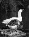 Ducks