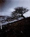 IR Tree