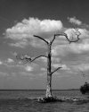 Tree Over Water