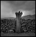 Stump