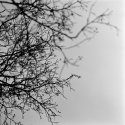 Branch