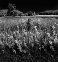 Old Fence