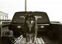 Assistant
