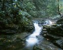 Upper Pine Bottom Run 4x5 #2