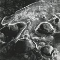 Ice Amoeba