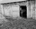 Barn and Horse