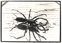 White-tail (Lampona cylindrata)