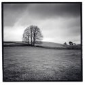 stand of trees