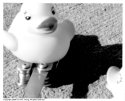 Rubber Ducky Rumble