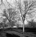 Appley Park 1
