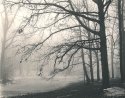 Trees in Fog, Eagle Creek