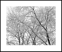 Icy Trees Behind Our House