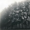 Stand of Pines, Eagle Creek