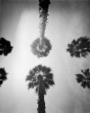 Palm trees, Long Beach