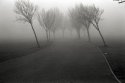 Trees leaning