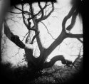 Oak