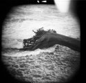Dead duck log