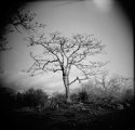 Another <demiurge>-damned tree