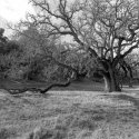 66-santamargarita-oak