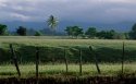 67rvp-kauai-pasture