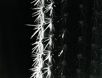 Spines