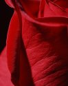 macro rose