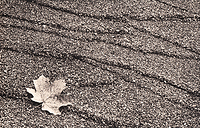 maple leaf on Ravine Beach