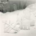 Ice Creatures