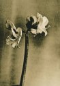 Fading flower