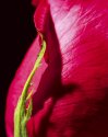 Rose 02