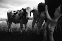 Cow in Field