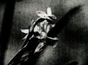 The same in lith II