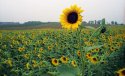 The Sunflower