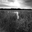 Reeds - Kensington Metro Park