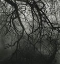 Tangled Woods, Eagle Creek