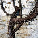 Vine in the Early Spring Sunshine