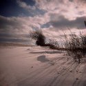 Wind blown trees, weeds & snow