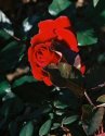A very red rose
