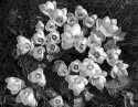 Crocuses