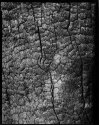 Blackened Stump